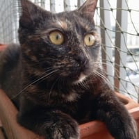 INES, chatte à adopter