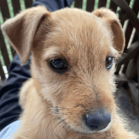 Lucy, female dog to adopt