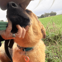 Simone, dog to adopt