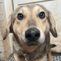 Rollo, dog to adopt