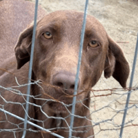 Natalie, female dog to adopt