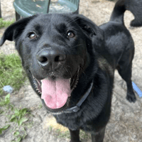 Poppy, female dog to adopt