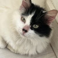 MINIE, chatte à adopter