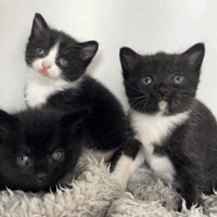 Cherry's kittens, cat to adopt