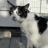 Kenzo & Knox, cat to adopt