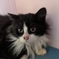 MICKEY, chat à adopter