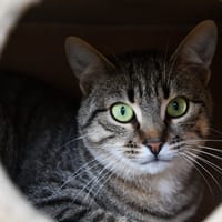 SUROIT, chat à adopter