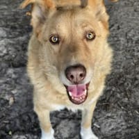 Schmusebär Tobi sucht eine liebe Familie, Hund zur Adoption