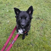 Rüde Paolo sucht ein Zuhause, Hund zur Adoption