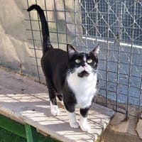 Wunderschöne Katze Ratona, Katze zur Adoption