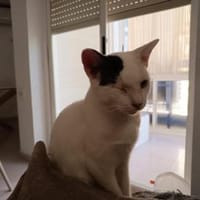 Lieber, hübscher Kater Homer (Nur 1 Auge, Kater zur Adoption