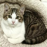 Junger, süßer Kater Filipino, Kater zur Adoption
