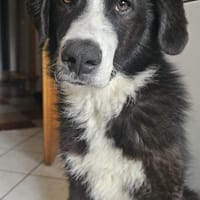 Nicki - Besitzerin erkrankt, Hund zur Adoption