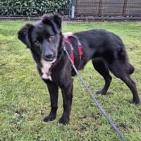 Hündin Ravena sucht ein Zuhause, Hündin zur Adoption