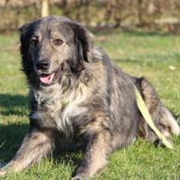 Ein großes Herz namens Sam, Hund zur Adoption