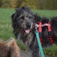 Hündin Bessy sucht ein Für-Immer-Zuhause, Hündin zur Adoption