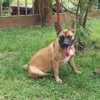 Daisy, temperamentvolle kleine Dame, Hündin zur Adoption