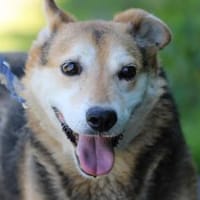 Haro - lieber, ruhiger Rüde, Hund zur Adoption