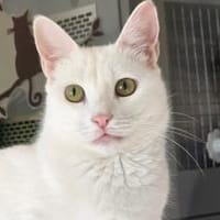 PEARL - eine weiße Perle sucht Zuhause!, Katze zur Adoption