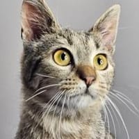 MINKA - entzückendes Löwenherz!, Katze zur Adoption