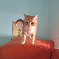 Liebe Schmusekatze Reina, Katze zur Adoption