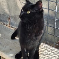 Menschenbezogene Schmusekatze Dreizehn, Katze zur Adoption