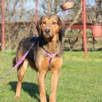 Cara unser Seelenhund..., Hündin zur Adoption