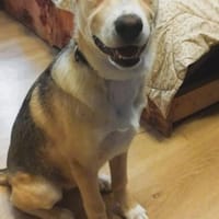 ❤Jessy - gute Laune auf vier Pfoten😄, Hündin zur Adoption