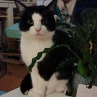 Mylo Freundlicher Charmebolzen, Kater zur Adoption