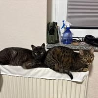 MORTI & LOKI ❤, Kater zur Adoption