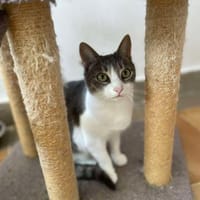 Meyna, Samtpfote mit den großen Augen, Katze zur Adoption