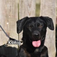 KÖNIG, Hund zur Adoption