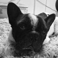 Atome sucht einfühlsames Zuhause, Hund zur Adoption