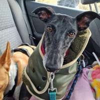 Gretel sucht erfahrene Menschen, Hündin zur Adoption