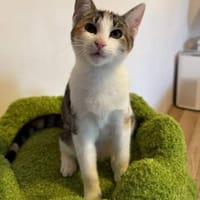 Banshee BanBan Prinzessin sucht Familie, Katze zur Adoption