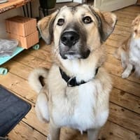 Miles - toller & junger Rüde auf PS, Hund zur Adoption