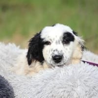 Neria sucht ihre Menschen..., Hündin zur Adoption