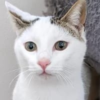 BLANQUI - Herzensgutes Katzenmädchen!, Katze zur Adoption