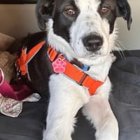 aktiver Junghund sucht aktive Menschen, Hund zur Adoption