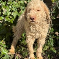 Hugo der Liebenswerte, Hund zur Adoption