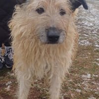 ❤Caesar - Kosten werden übernommen..!, Hund zur Adoption