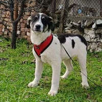 Marcy einfach nur toll, Hündin zur Adoption