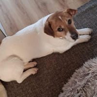 Gustl 🍀 schenkst du mir ein Körbchen?, Hund zur Adoption