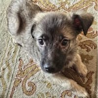 Maiki - wartet in 32657 Lemgo, Hund zur Adoption