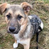 Akashi sucht ihre Menschen, Hündin zur Adoption