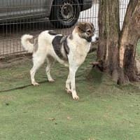 Erika sucht geduldige Menschen, Hündin zur Adoption