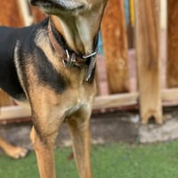 DANTE 🐶👶🏻 Riesenbaby sucht Zuhause!, Hund zur Adoption