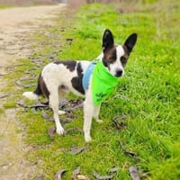 Gutsi ein tolles Kerlchen, Hund zur Adoption