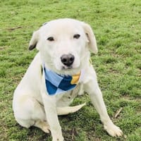 Danny ein super lieber Labby Mix, Hund zur Adoption