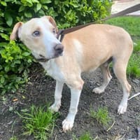 Benito - sucht geduldige Menschen, Hund zur Adoption